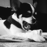 Chihuahua, Köpek  Şiva fotoğrafı