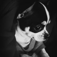 Chihuahua, Köpek  Şiva fotoğrafı