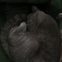 British Shorthair, Kedi  Duman fotoğrafı