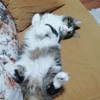 Tekir Kedi, Kedi  Zeus fotoğrafı