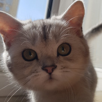 Scottish Fold, Kedi  Şirin fotoğrafı