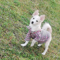 Amerikan Eskimo, Köpek  Luna fotoğrafı