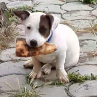 Jack Russell Terrier, Köpek  Pars fotoğrafı