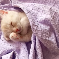 British Shorthair, Kedi  Sutlaç fotoğrafı