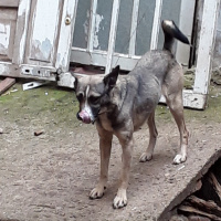 Sibirya Kurdu (Husky), Köpek  Zıpır fotoğrafı