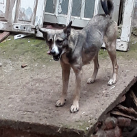 Sibirya Kurdu (Husky), Köpek  Zıpır fotoğrafı