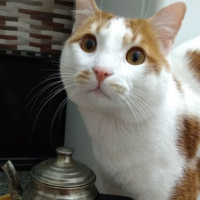Sarman, Kedi  Havuç fotoğrafı