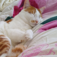 Sarman, Kedi  Havuç fotoğrafı