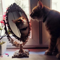 Sarman, Kedi  Faruk fotoğrafı