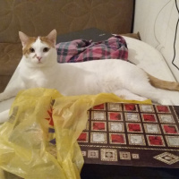 Sarman, Kedi  Badem fotoğrafı