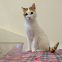 Sarman, Kedi  Badem fotoğrafı