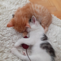 Tekir Kedi, Kedi  Twinky - LaaLaa - Po fotoğrafı