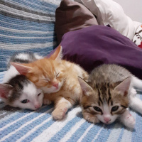 Tekir Kedi, Kedi  Twinky - LaaLaa - Po fotoğrafı