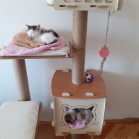 Tekir Kedi, Kedi  Twinky - LaaLaa - Po fotoğrafı