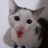 Tekir Kedi, Kedi  Twinky - LaaLaa - Po fotoğrafı