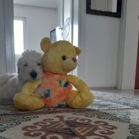 Maltese, Köpek  Cookie fotoğrafı