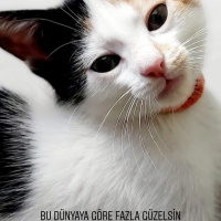 Sarman, Kedi  Asi shela fotoğrafı