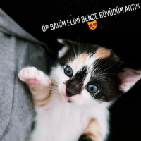 Sarman, Kedi  Asi shela fotoğrafı