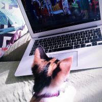 Sarman, Kedi  Asi shela fotoğrafı