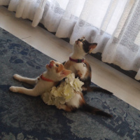 Sarman, Kedi  Asi shela fotoğrafı