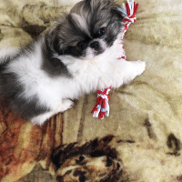 Shih Tzu, Köpek  Ponçik fotoğrafı