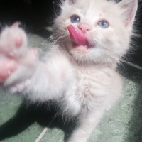 Sarman, Kedi  Pofuduk fotoğrafı