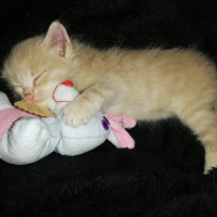 Sarman, Kedi  Pofuduk fotoğrafı