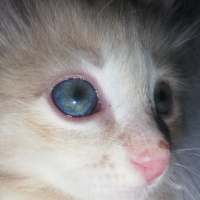 Sarman, Kedi  Pofuduk fotoğrafı