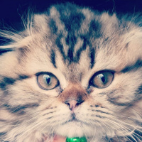 Scottish Fold, Kedi  Miyu fotoğrafı