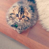 Scottish Fold, Kedi  Miyu fotoğrafı