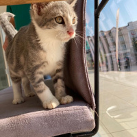 Scottish Fold, Kedi  Miyu fotoğrafı