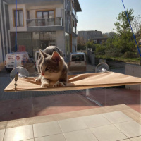 Scottish Fold, Kedi  Miyu fotoğrafı