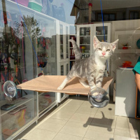 Scottish Fold, Kedi  Miyu fotoğrafı