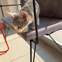 Scottish Fold, Kedi  Miyu fotoğrafı