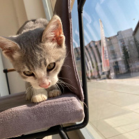 Scottish Fold, Kedi  Miyu fotoğrafı