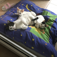 Scottish Fold, Kedi  Miyu fotoğrafı