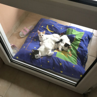 Scottish Fold, Kedi  Miyu fotoğrafı