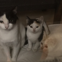 Scottish Fold, Kedi  Miyu fotoğrafı