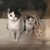 Scottish Fold, Kedi  Miyu fotoğrafı