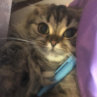 Scottish Fold, Kedi  Miyu fotoğrafı