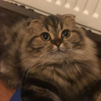 Scottish Fold, Kedi  Miyu fotoğrafı