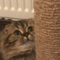 Scottish Fold, Kedi  Miyu fotoğrafı