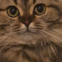 Scottish Fold, Kedi  Miyu fotoğrafı