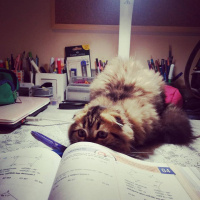 Scottish Fold, Kedi  Miyu fotoğrafı
