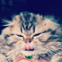 Scottish Fold, Kedi  Miyu fotoğrafı