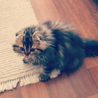 Scottish Fold, Kedi  Miyu fotoğrafı