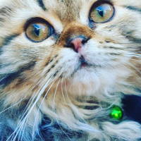 Scottish Fold, Kedi  Miyu fotoğrafı