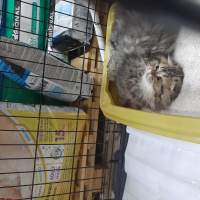 Scottish Fold, Kedi  Miyu fotoğrafı