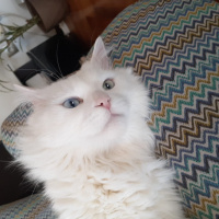 Scottish Fold, Kedi  Miyu fotoğrafı
