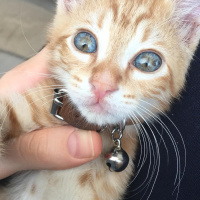 Sarman, Kedi  OSCAR fotoğrafı